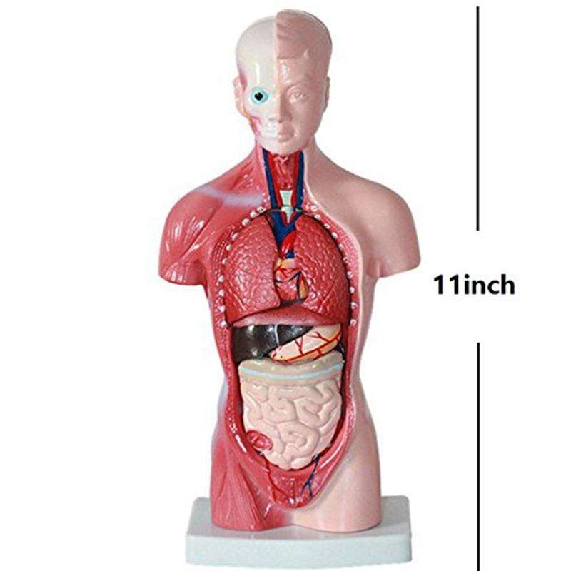 Primary and Secondary Education 26CM Torso Model Human Anatomy Organ Structure Model(As Show)
