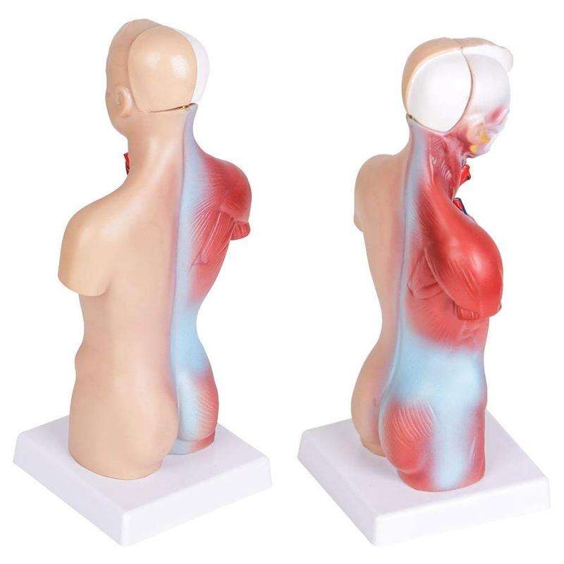 Primary and Secondary Education 26CM Torso Model Human Anatomy Organ Structure Model(As Show)