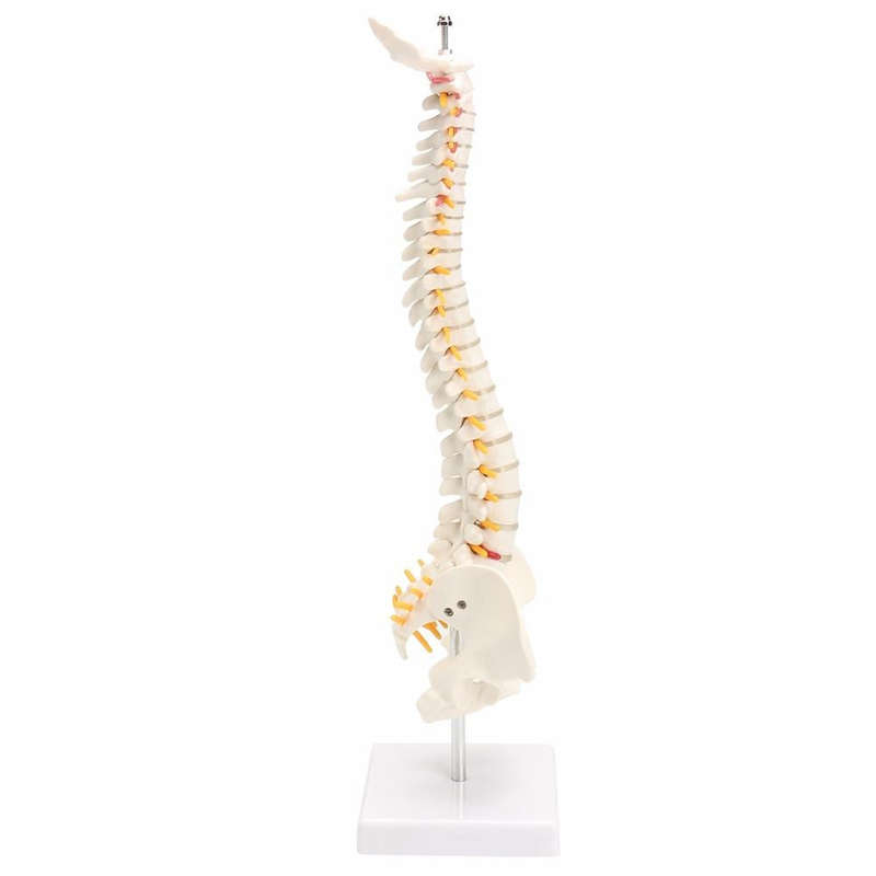 Human Spine with Pelvic Model Human Anatomical Anatomy Spine Model Spinal Column Model, Size: 45cm