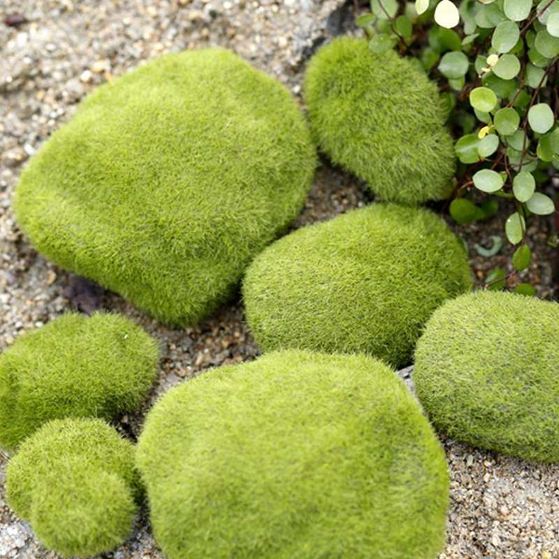 Simulation of False Moss Simulation of Bryophyte Stone Moss Flocking False Lawn Micro Landscape D...