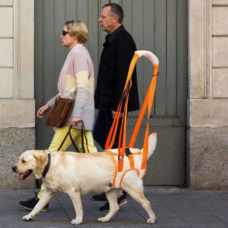 Pet Leash Assistive Belt For Postoperative Disabled Elderly Dogs Hind Legs XL