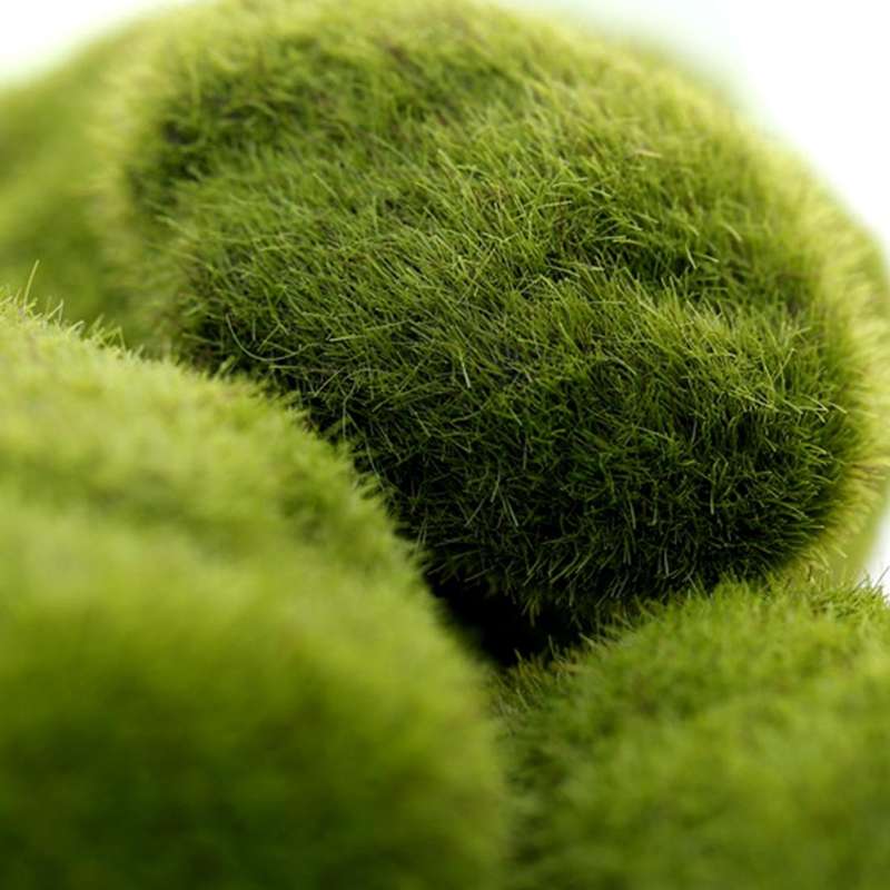 Simulation of False Moss Simulation of Bryophyte Stone Moss Flocking False Lawn Micro Landscape D...