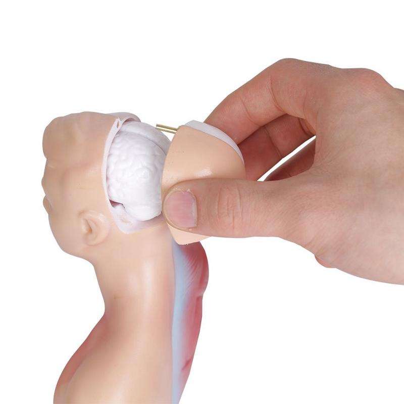 Primary and Secondary Education 26CM Torso Model Human Anatomy Organ Structure Model(As Show)