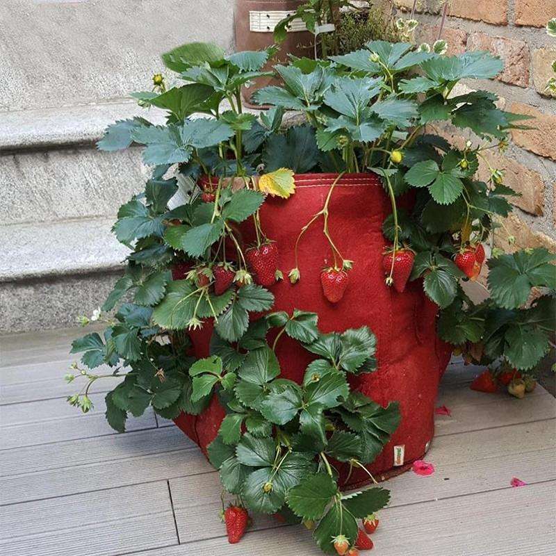 3 Pockets 18L / 5 Gallon Non-woven Felt Strawberry Planting Bag, Size: 23X28cm(Red)