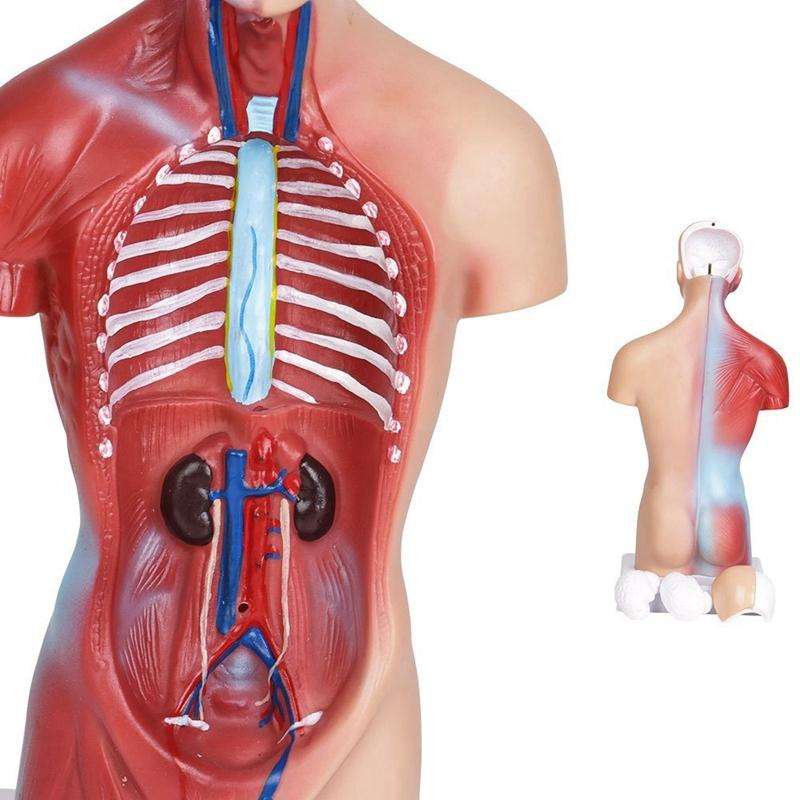 Primary and Secondary Education 26CM Torso Model Human Anatomy Organ Structure Model(As Show)