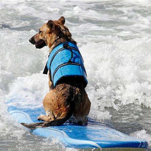 Pet Saver Dog Reflective Stripes Life Vest Jacket for Swimming Boating Surfing, Size: S (Pink Dot)