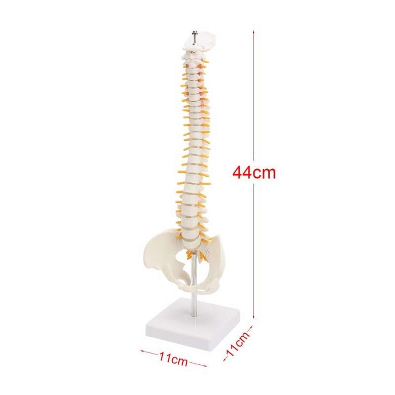 Human Spine with Pelvic Model Human Anatomical Anatomy Spine Model Spinal Column Model, Size: 45cm
