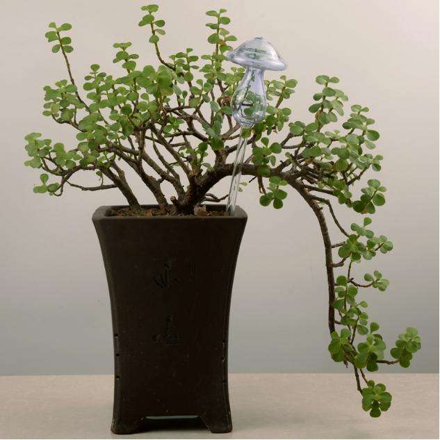 Mushroom Shape House Plants Flowers Water Feeder Automatic Self Watering Clear Glass Devices(Tran...