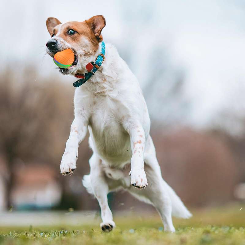 O3 8.5cm Intelligent Auto Pet Toy Dog Training Luminous Ball with Radar Trigger(Yellow+Blue)