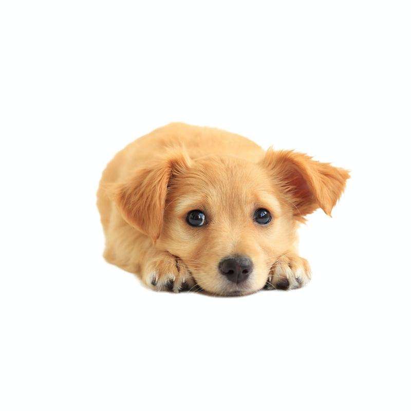 Style 1 Large 3D Simulation Dog Car Stickers Rain-Proof Sunscreen Car Sticker Scratch Shaving Dec...