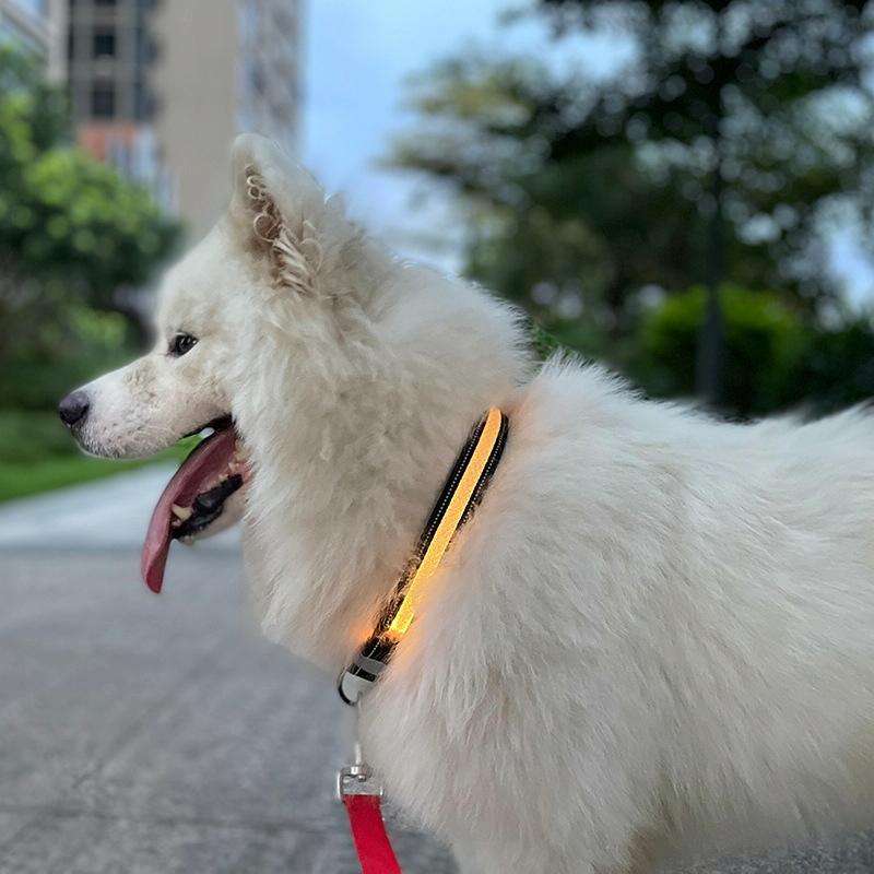 LED Rechargeable Wear-resistant and Waterproof Pet Lighting Collar, Size: M(Black)