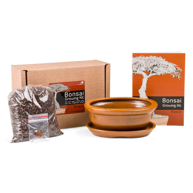 Acacia Bonsai Growing Kit