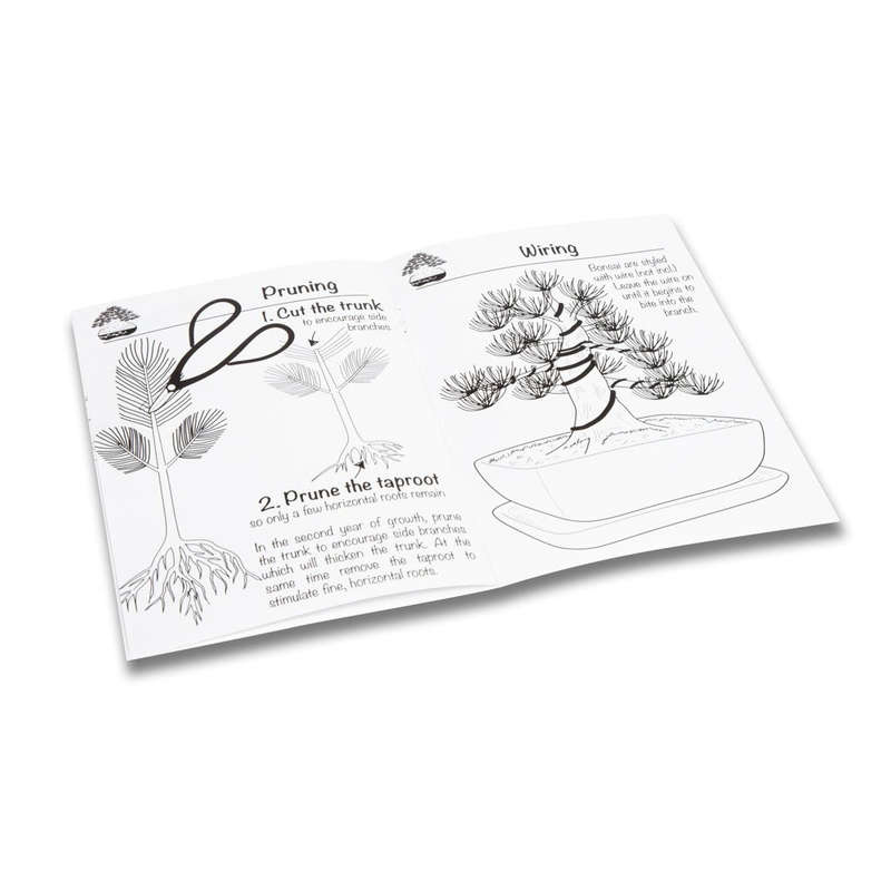 Black Pine Bonsai Growing Kit