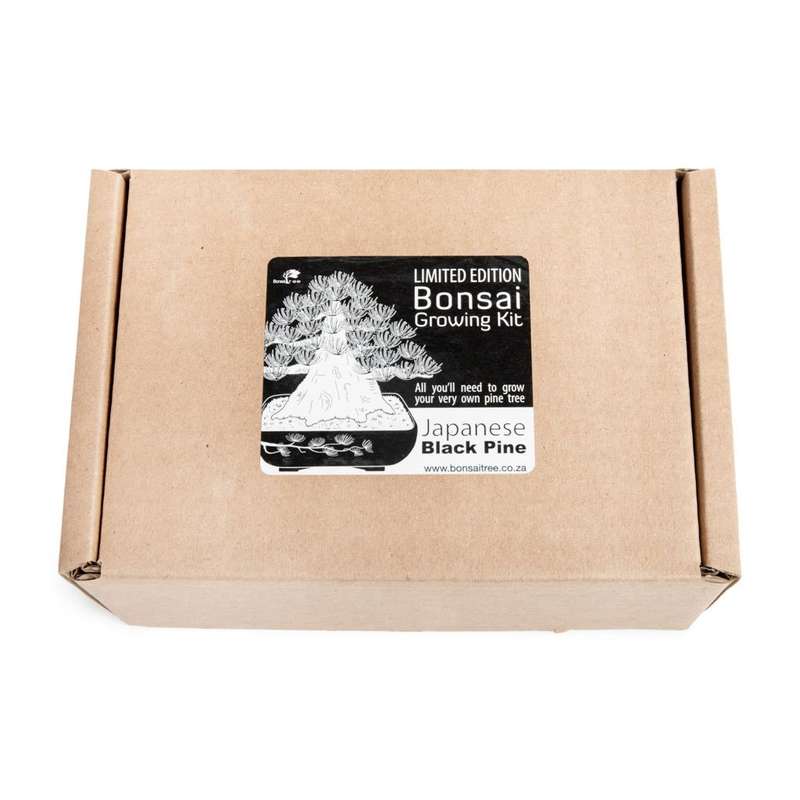 Black Pine Bonsai Growing Kit