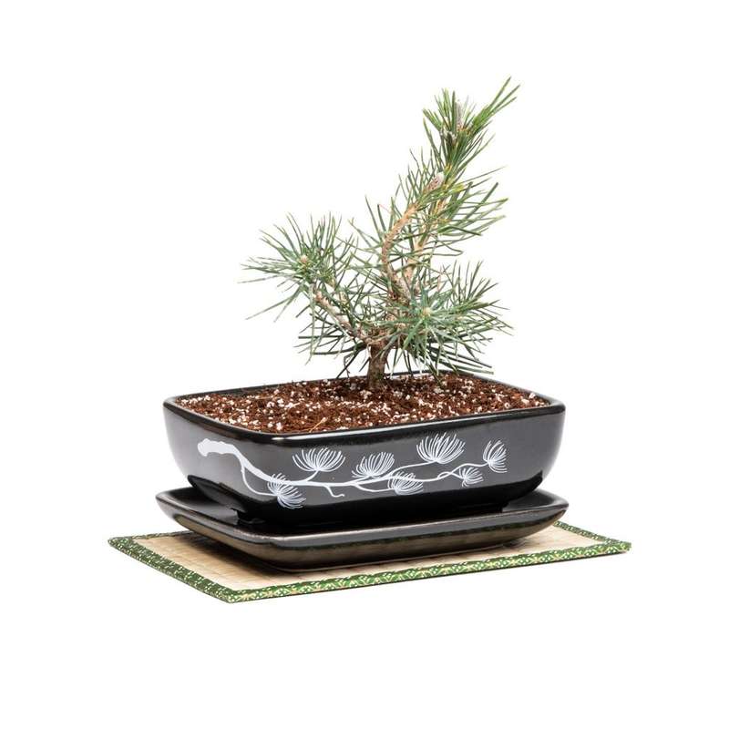 Black Pine Bonsai Growing Kit