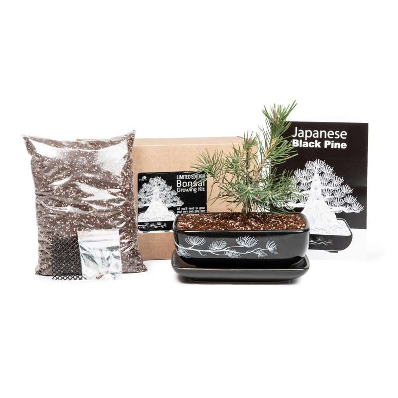 Black Pine Bonsai Growing Kit