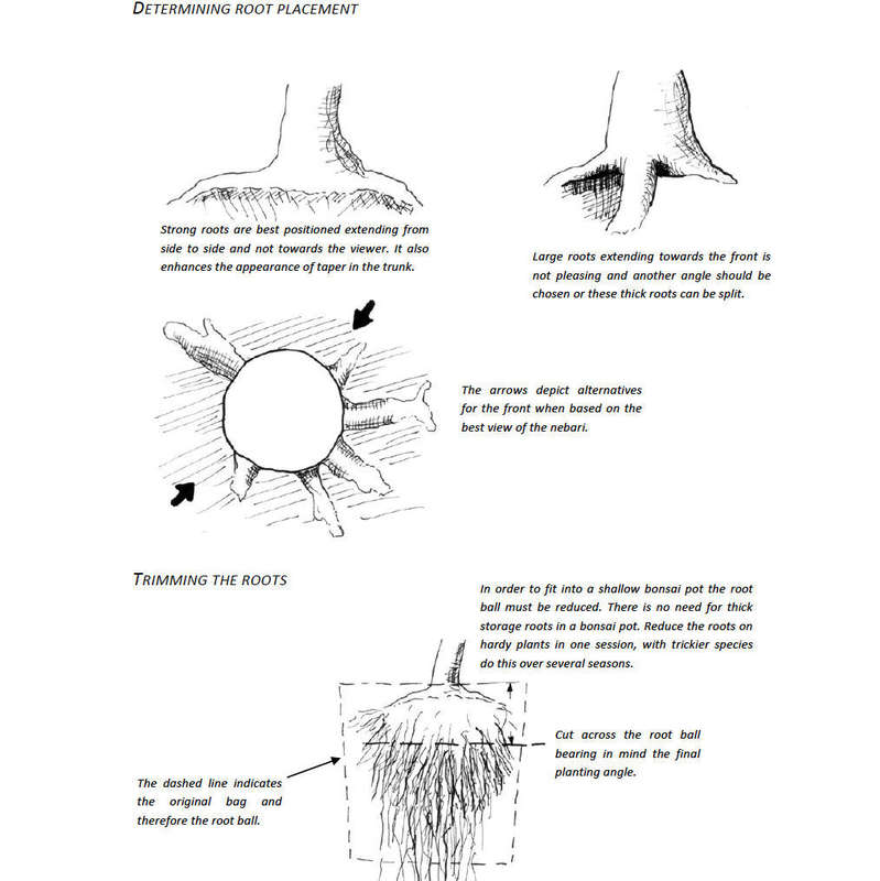 Bonsai Beginners E-Book