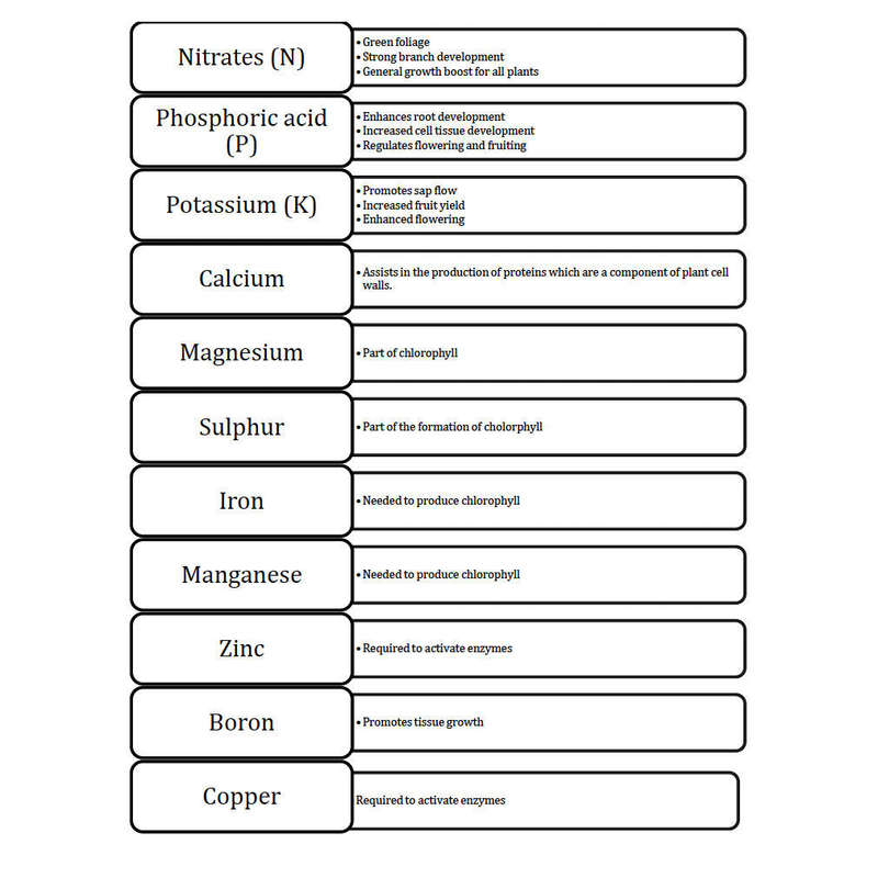 Bonsai Beginners E-Book