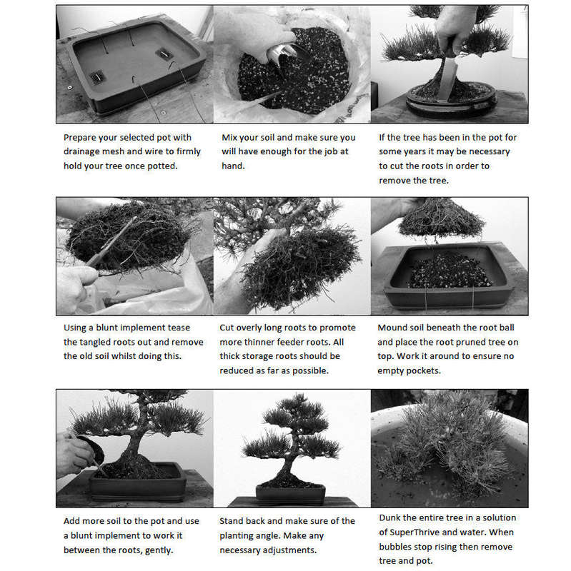Bonsai Beginners E-Book