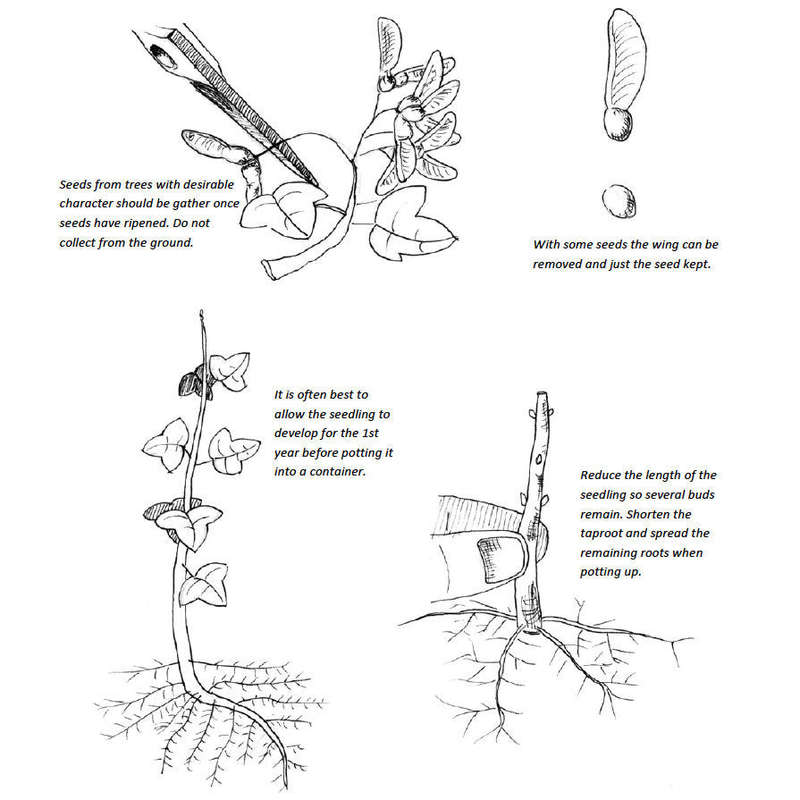 Bonsai Beginners E-Book