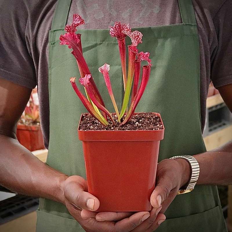 Trumpet Pitcher, Sarracenia 'Yakini' - Young plant in 9cm plastic container