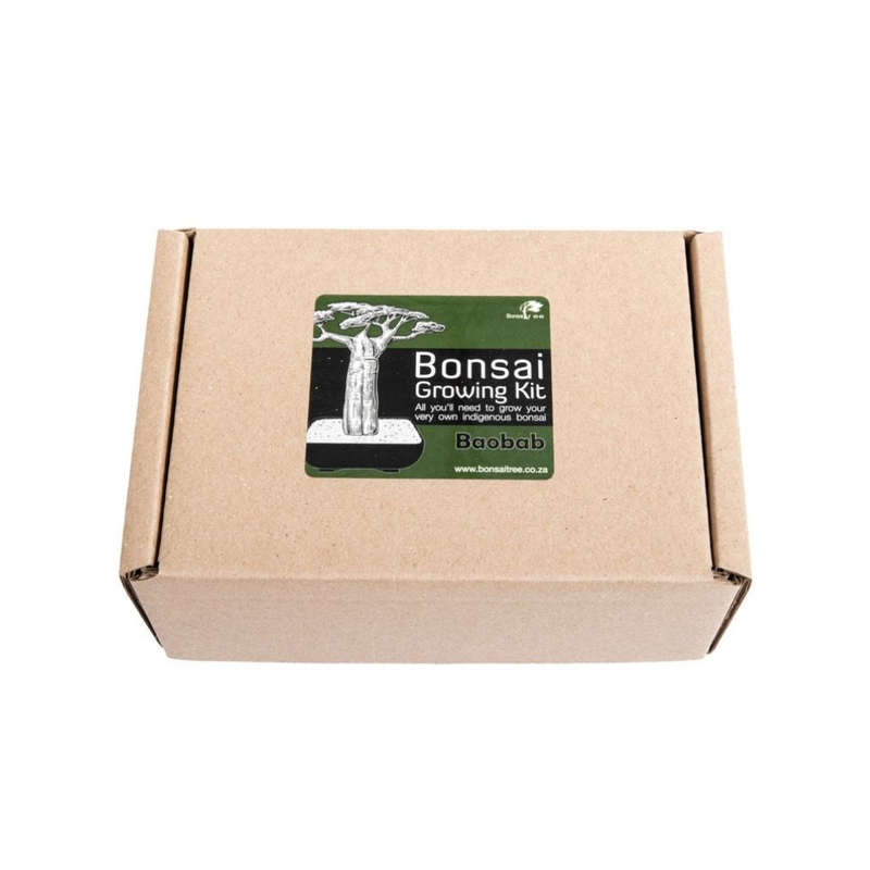Baobab Bonsai Growing Kit