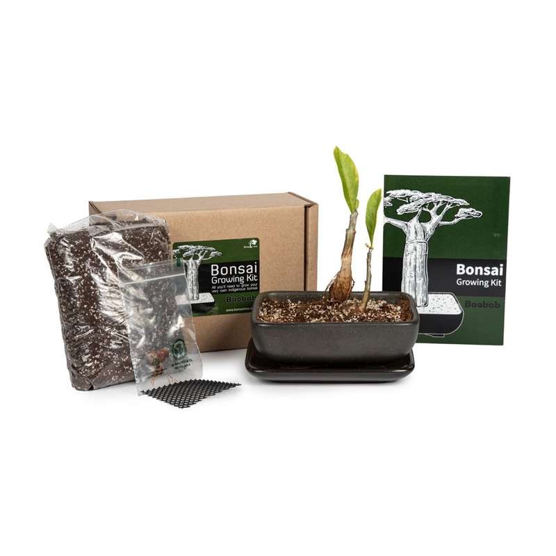 Baobab Bonsai Growing Kit