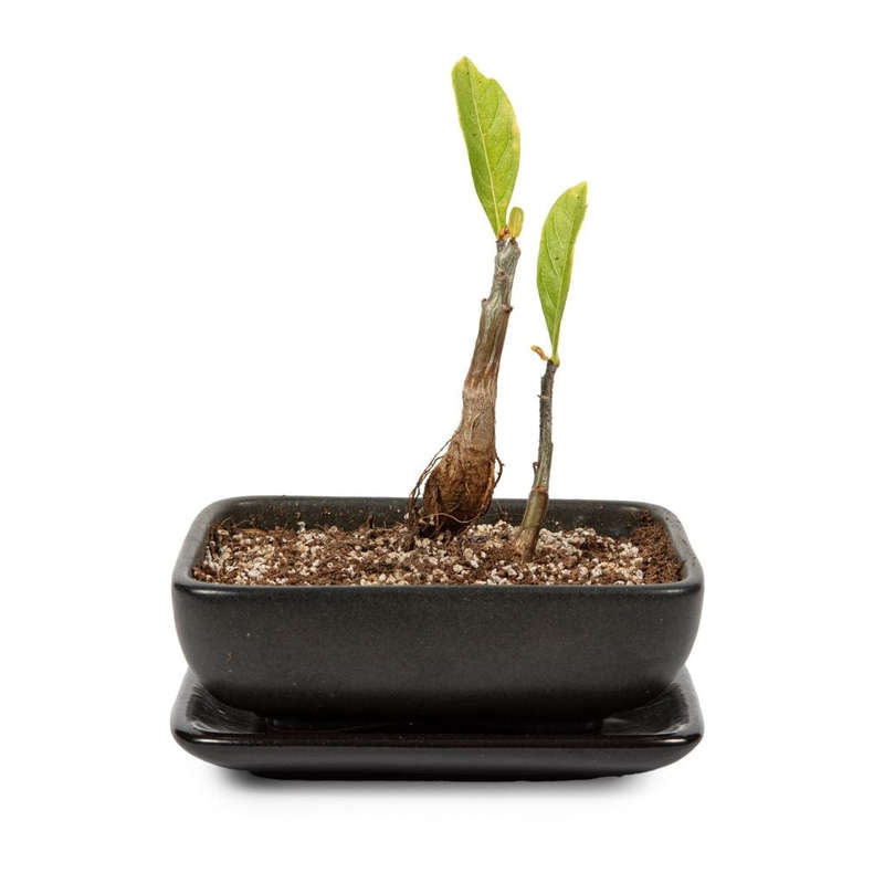 Baobab Bonsai Growing Kit