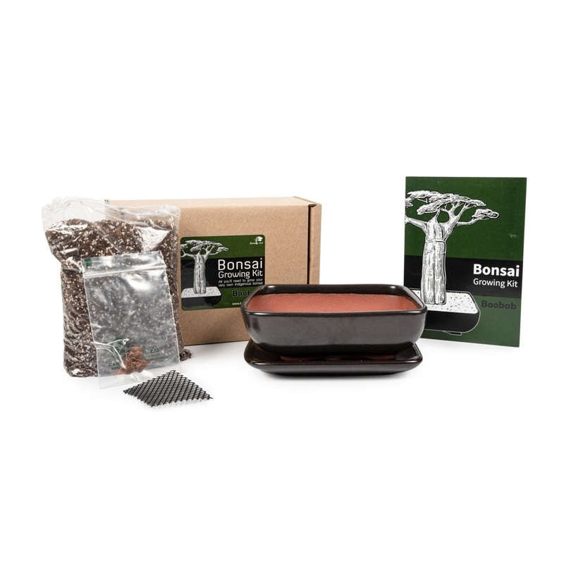 Baobab Bonsai Growing Kit