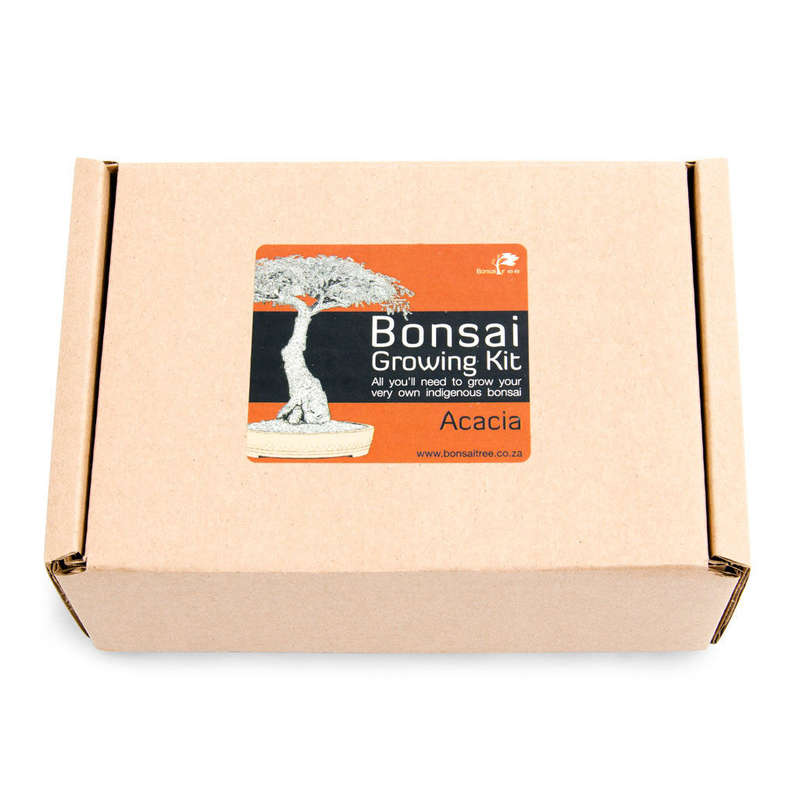 Acacia Bonsai Growing Kit