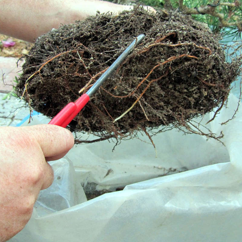 23cm Root Hook