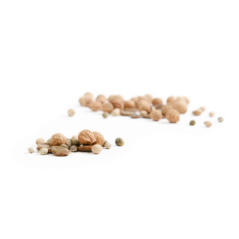 Indigenous Seeds for Bonsai - Podocarpus falcatus, 5 seeds
