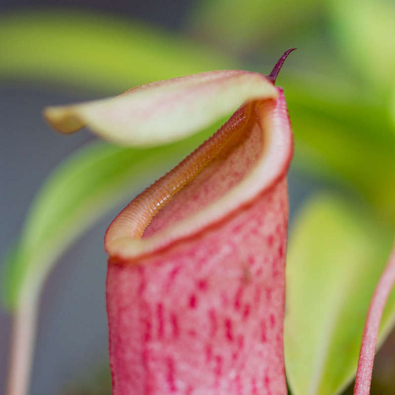 Tropical Pitcher, Nepenthes 'Captain Hook'