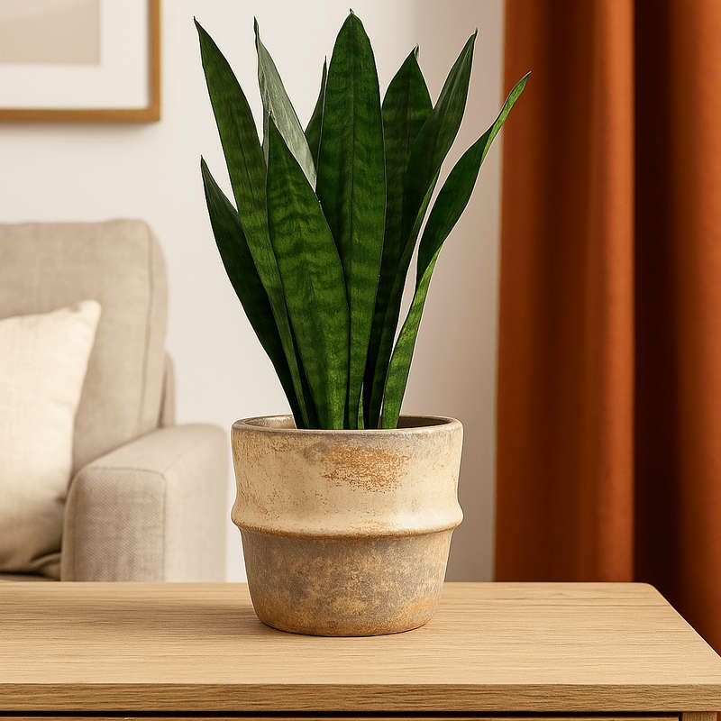 Ceramic Pot - Rustic Beige Colours