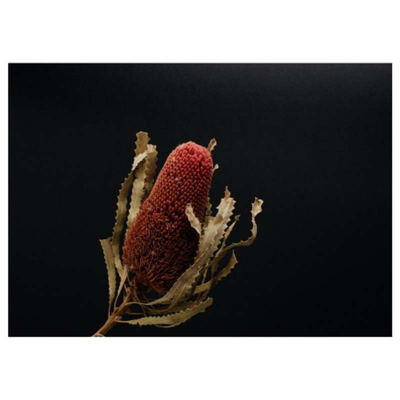 Disposable Placemat - Single Dried Flower - 24 Pack