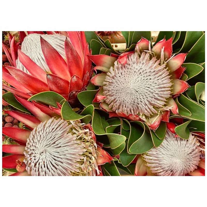 Four Kings Proteas Disposable Placemat - 24 Pack