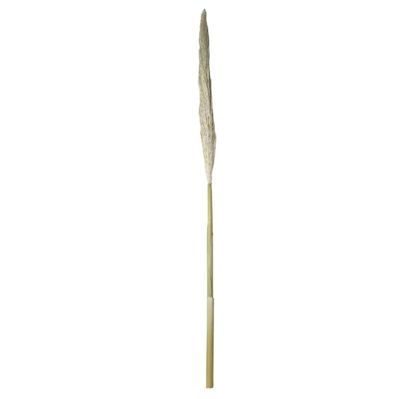 Real Pampas Grass 1.3m