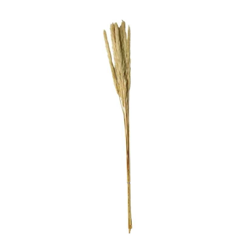 Real Pampas Grass 60cm