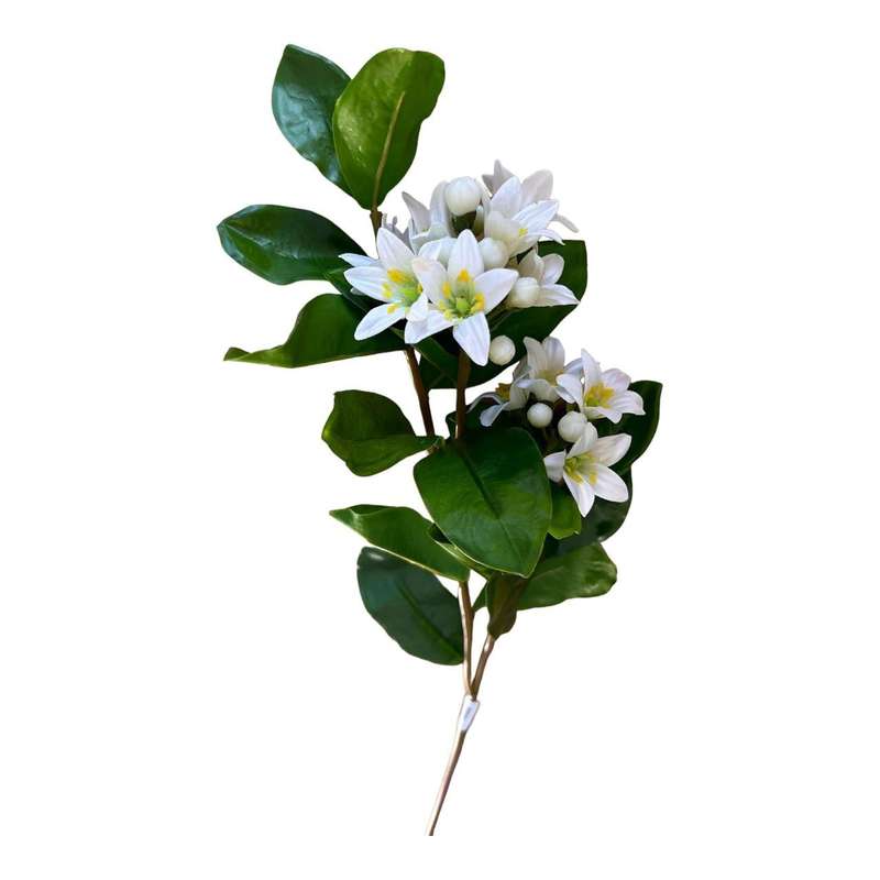 White Jasmine Blossom DÃƒÆÃÂ©cor Flower