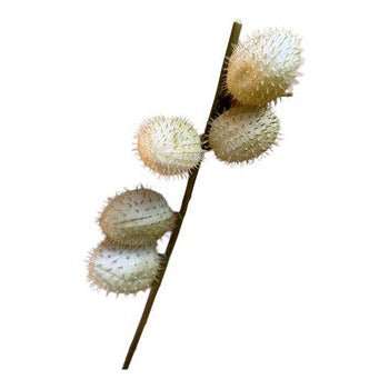 White Thorn Apple Artificial Decoration Plant