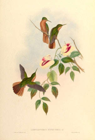 Hummingbird No.8