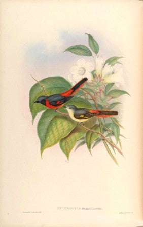 Birds of Asia 1