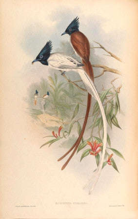 Birds of Asia 10