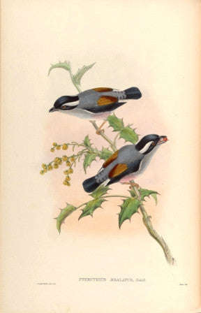 Birds of Asia 5