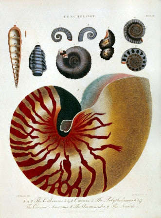 Conchology No.1