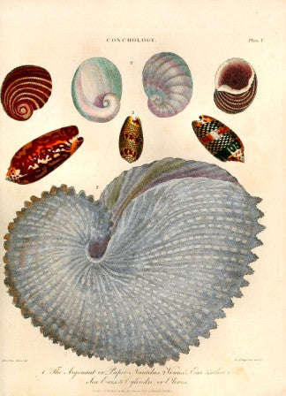 Conchology No.3