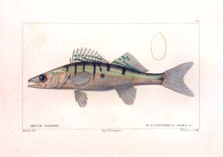 Jeune Sandre