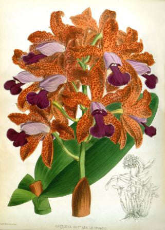 Orchid No.7 - Lustre Photographic Paper / No Frame / A4
