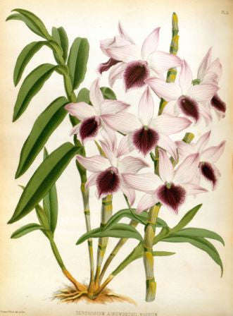 Orchid No.8 - Lustre Photographic Paper / No Frame / A4