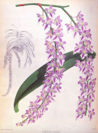 Orchid No.9 - Lustre Photographic Paper / No Frame / A4